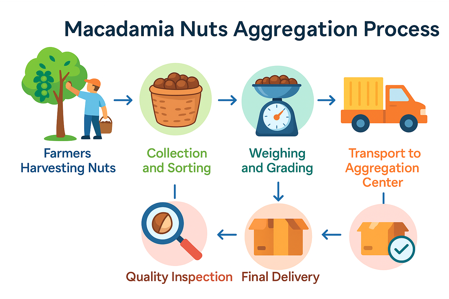 Macadamia Aggregation Process Flow